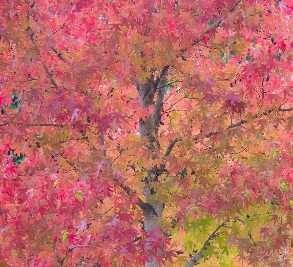 Gulin, Sylvia 아티스트의 USA-Washington State-Issaquah with fall colored Maple trees along downtown roads작품입니다.